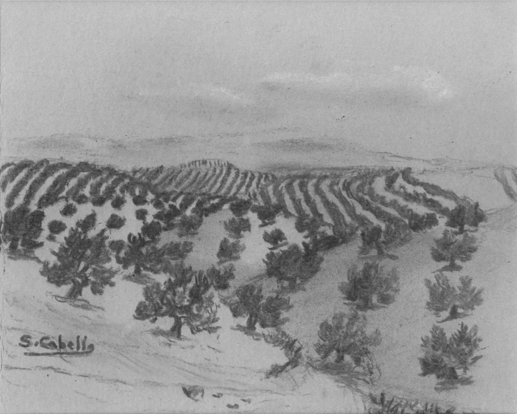 Paisaje con olivos